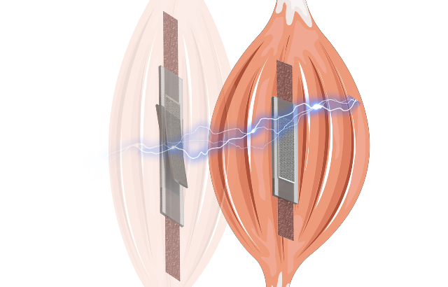 Le muscle artificiel modifie la rigidité avec la tension