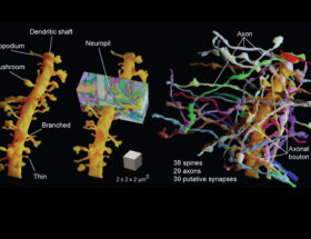 Une technique d'imagerie révèle le tissu cérébral vivant dans sa complexité