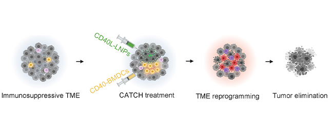 L'immunothérapie à ARNm cible le cancer |  Medgadget