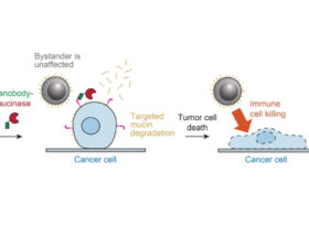 Le traitement enzymatique élimine les mucines des cellules cancéreuses