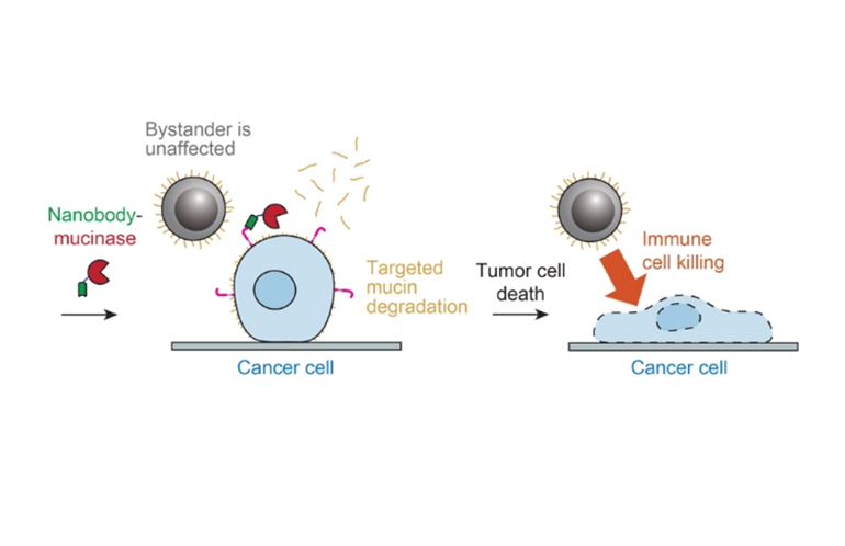 Le traitement enzymatique élimine les mucines des cellules cancéreuses