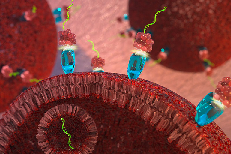 La thérapie miARN ralentit la croissance du cancer