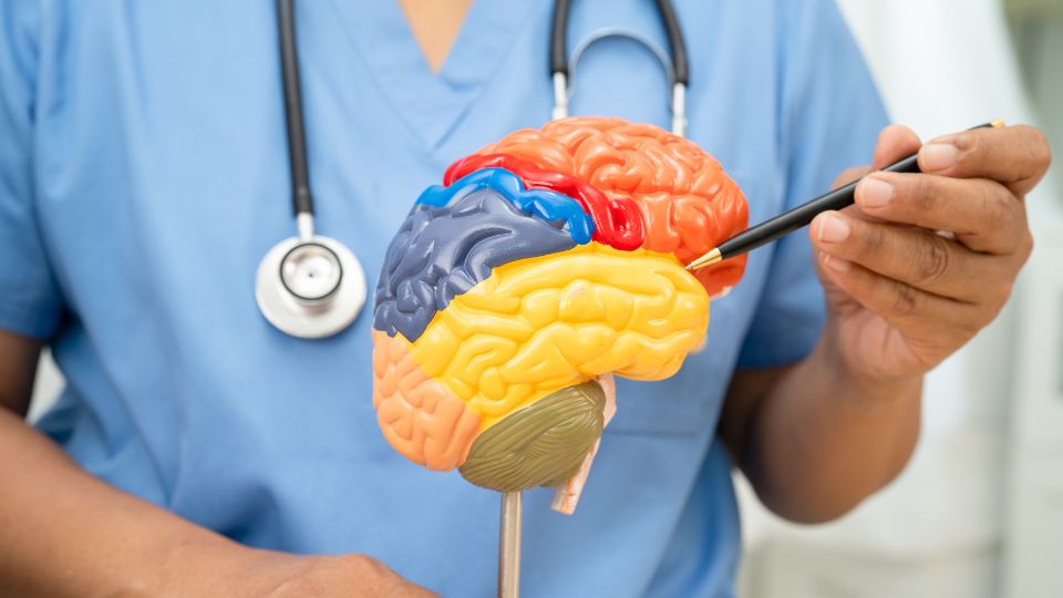 Journée mondiale du cerveau (22 juillet) – Un neurochirurgien du NHS partage cinq choses que toute personne épileptique devrait savoir sur son cerveau